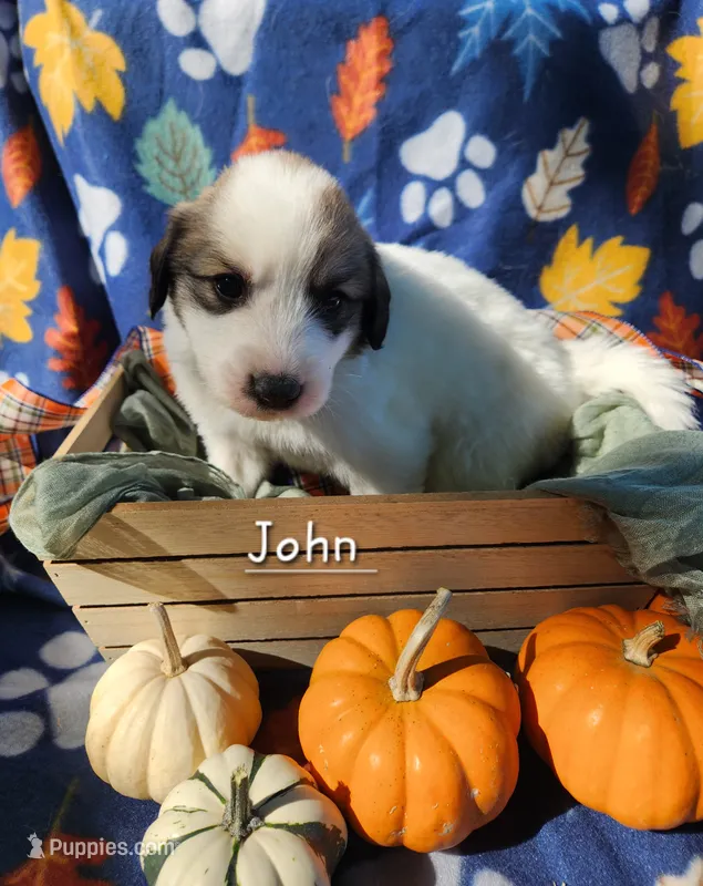 John Darling  – Great Pyrenees puppy for sale in Red Bud, IL