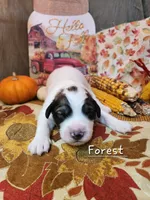 Forest, a male Great Pyrenees for sale in Red Bud, IL – 2 of 3