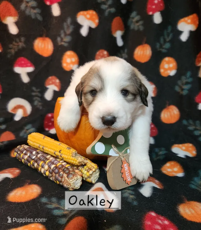 Oakley  – Great Pyrenees puppy for sale in Red Bud, IL