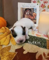 Nutkin , a female Great Pyrenees for sale in Red Bud, IL – 2 of 3