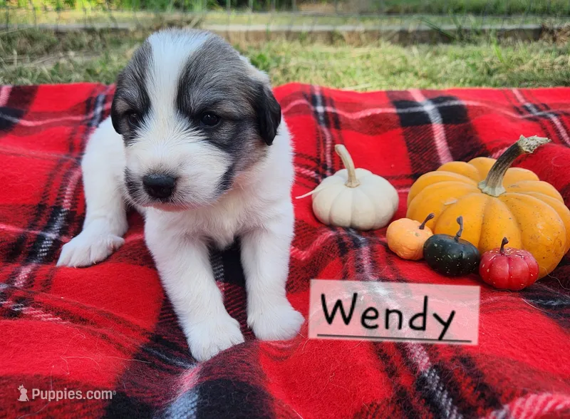 Wendy Darling  – Great Pyrenees puppy on hold in Red Bud, IL