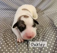 Oakley , a male Great Pyrenees for sale in Red Bud, IL – 3 of 3