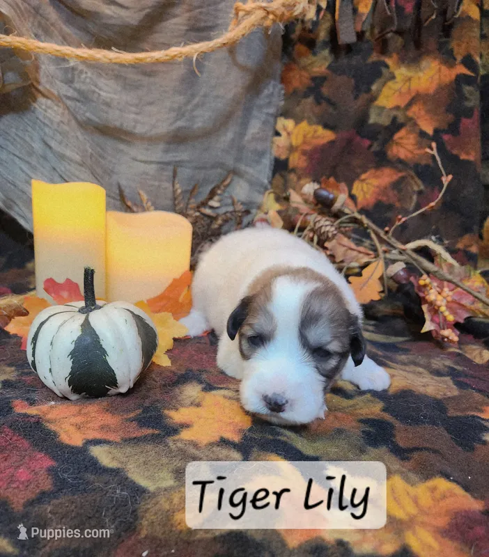 Tiger Lily  – Great Pyrenees puppy for sale in Red Bud, IL