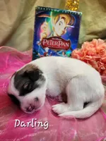 Little Miss Darling , a female Great Pyrenees for sale in Red Bud, IL – 3 of 3