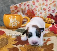 Timber , a male Great Pyrenees for sale in Red Bud, IL – 2 of 3