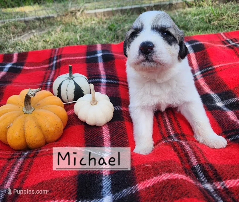 Michael Darling  – Great Pyrenees puppy for sale in Red Bud, IL