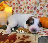 Oakley , a male Great Pyrenees for sale in Red Bud, IL – 2 of 3