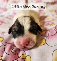 Little Miss Darling , a female Great Pyrenees for sale in Red Bud, IL – 2 of 3