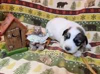 Timber , a male Great Pyrenees for sale in Red Bud, IL – 1 of 3