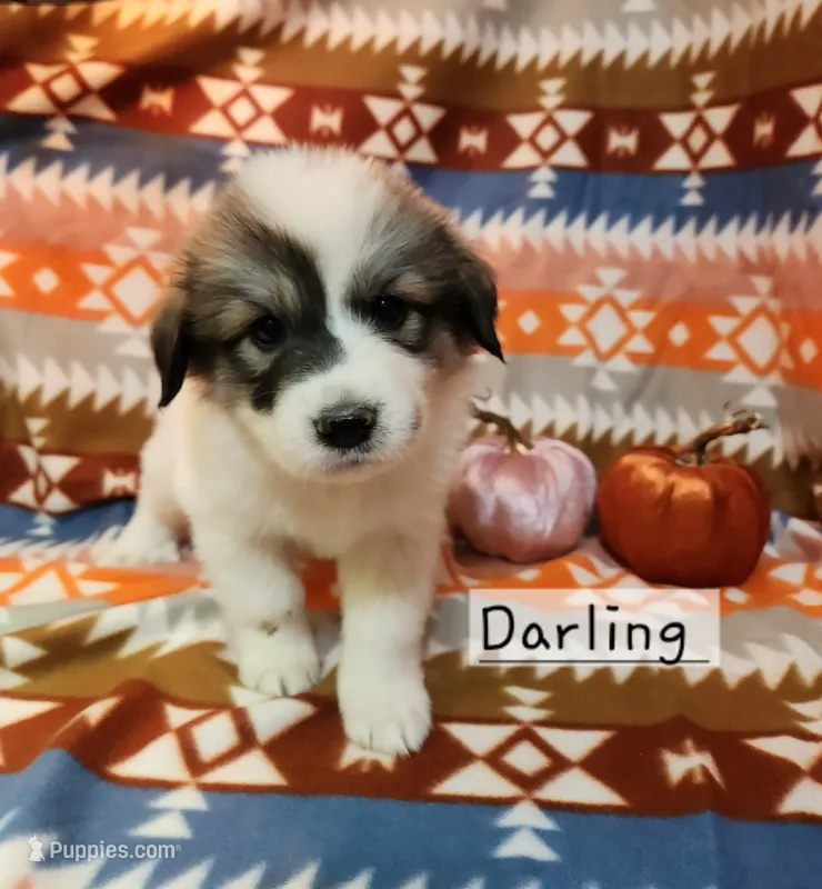 Little Miss Darling  – Great Pyrenees puppy for sale in Red Bud, IL