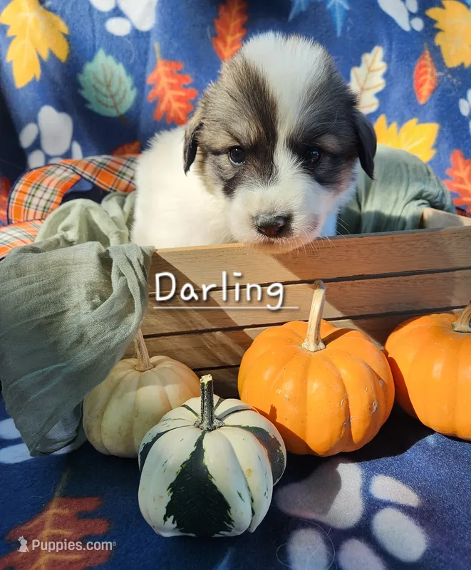 Little Miss Darling  – Great Pyrenees puppy for sale in Red Bud, IL