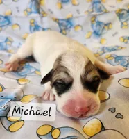 Michael Darling , a male Great Pyrenees for sale in Red Bud, IL – 3 of 3