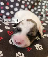Hazelnut , a female Great Pyrenees for sale in Red Bud, IL – 3 of 3