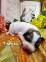 Tiger Lily , a female Great Pyrenees for sale in Red Bud, IL – 2 of 3