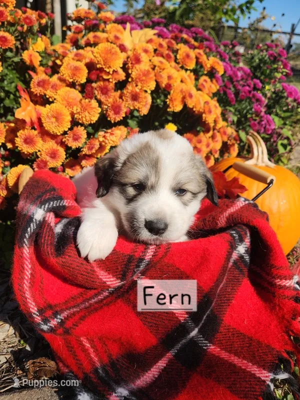 Fern – Great Pyrenees puppy for sale in Red Bud, IL