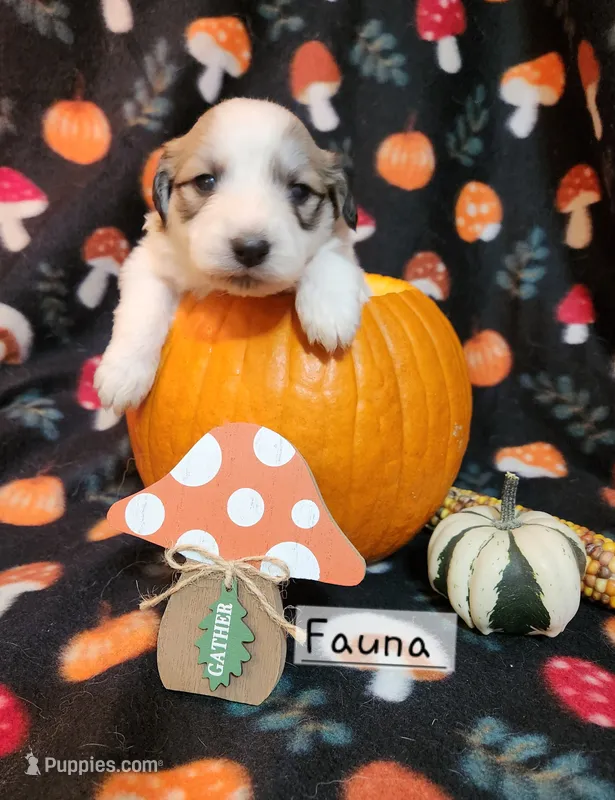Fauna  – Great Pyrenees puppy for sale in Red Bud, IL