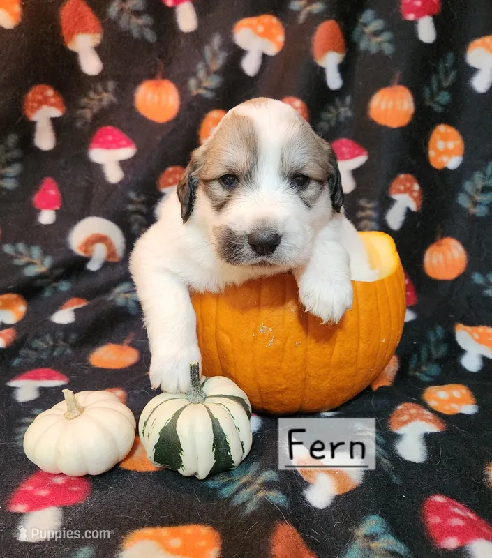 Fern – Great Pyrenees puppy for sale in Red Bud, IL