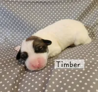 Timber , a male Great Pyrenees for sale in Red Bud, IL – 3 of 3