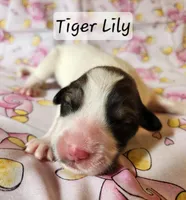 Tiger Lily , a female Great Pyrenees for sale in Red Bud, IL – 3 of 3