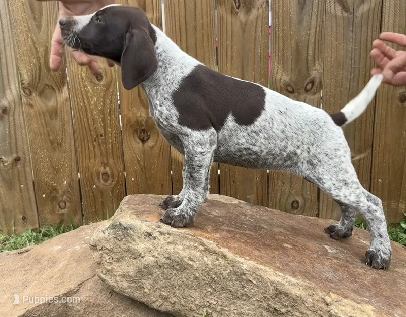 Oakley – German Shorthaired Pointer puppy for sale in Purdon, TX