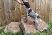 Liberty, a female German Shorthaired Pointer for sale in Purdon, TX – 2 of 2