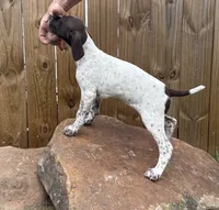 Brave, a female German Shorthaired Pointer for sale in Purdon, TX – 1 of 2