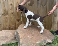 Scout, a male German Shorthaired Pointer for sale in Purdon, TX – 2 of 2