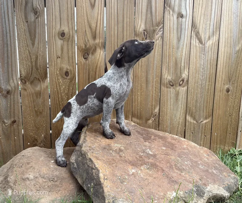 Liberty – German Shorthaired Pointer puppy for sale in Purdon, TX