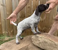 Oakley, a female German Shorthaired Pointer for sale in Purdon, TX – 2 of 2