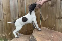 Brave, a female German Shorthaired Pointer for sale in Purdon, TX – 2 of 2