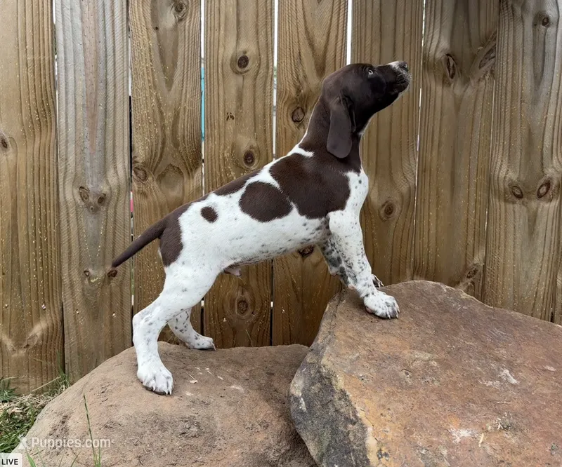 Scout – German Shorthaired Pointer puppy for sale in Purdon, TX