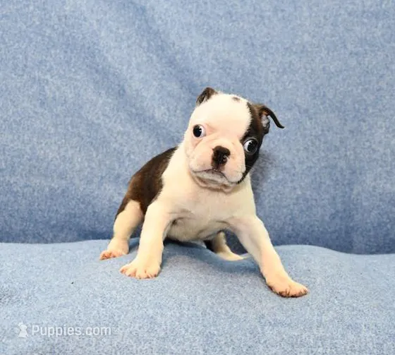 Walt – Boston Terrier puppy for sale in Hominy, OK