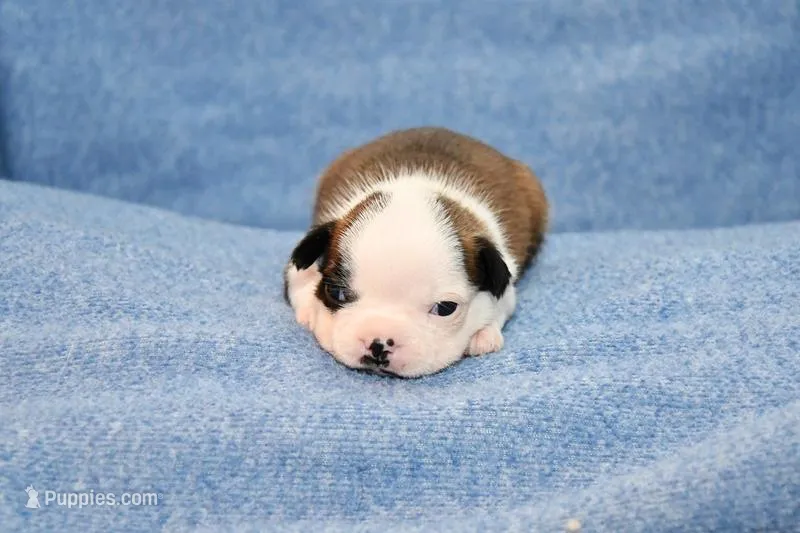 Walter, a male Boston Terrier for sale in Hominy, OK – 1 of 10