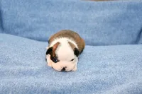 Walter, a male Boston Terrier for sale in Hominy, OK – 7 of 10