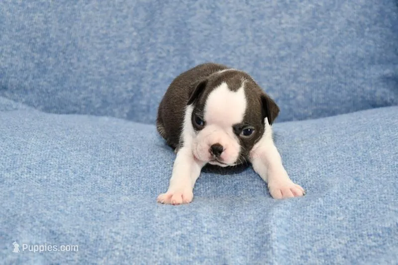 Cookie – Boston Terrier puppy for sale in Hominy, OK