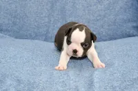 Cookie, a female Boston Terrier for sale in Hominy, OK – 1 of 10