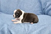 Cookie, a female Boston Terrier for sale in Hominy, OK – 4 of 10