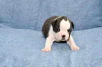 Cookie, a female Boston Terrier for sale in Hominy, OK – 6 of 10