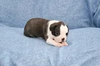Cookie, a female Boston Terrier for sale in Hominy, OK – 7 of 10