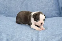 Cookie, a female Boston Terrier for sale in Hominy, OK – 3 of 10