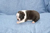 Cookie, a female Boston Terrier for sale in Hominy, OK – 5 of 10