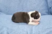 Cookie, a female Boston Terrier for sale in Hominy, OK – 8 of 10