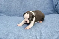 Cookie, a female Boston Terrier for sale in Hominy, OK – 2 of 10