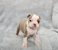 Ryan, a male Boston Terrier for sale in Hominy, OK – 2 of 10