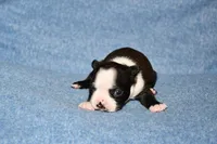 Molly, a female Boston Terrier for sale in Hominy, OK – 5 of 10