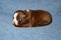 Sally, a female Boston Terrier for sale in Hominy, OK – 8 of 10