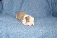 Ryan, a male Boston Terrier for sale in Hominy, OK – 7 of 10