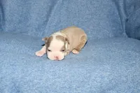 Ryan, a male Boston Terrier for sale in Hominy, OK – 6 of 10