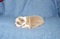 Ryan, a male Boston Terrier for sale in Hominy, OK – 5 of 10