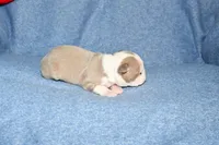Ryan, a male Boston Terrier for sale in Hominy, OK – 3 of 10